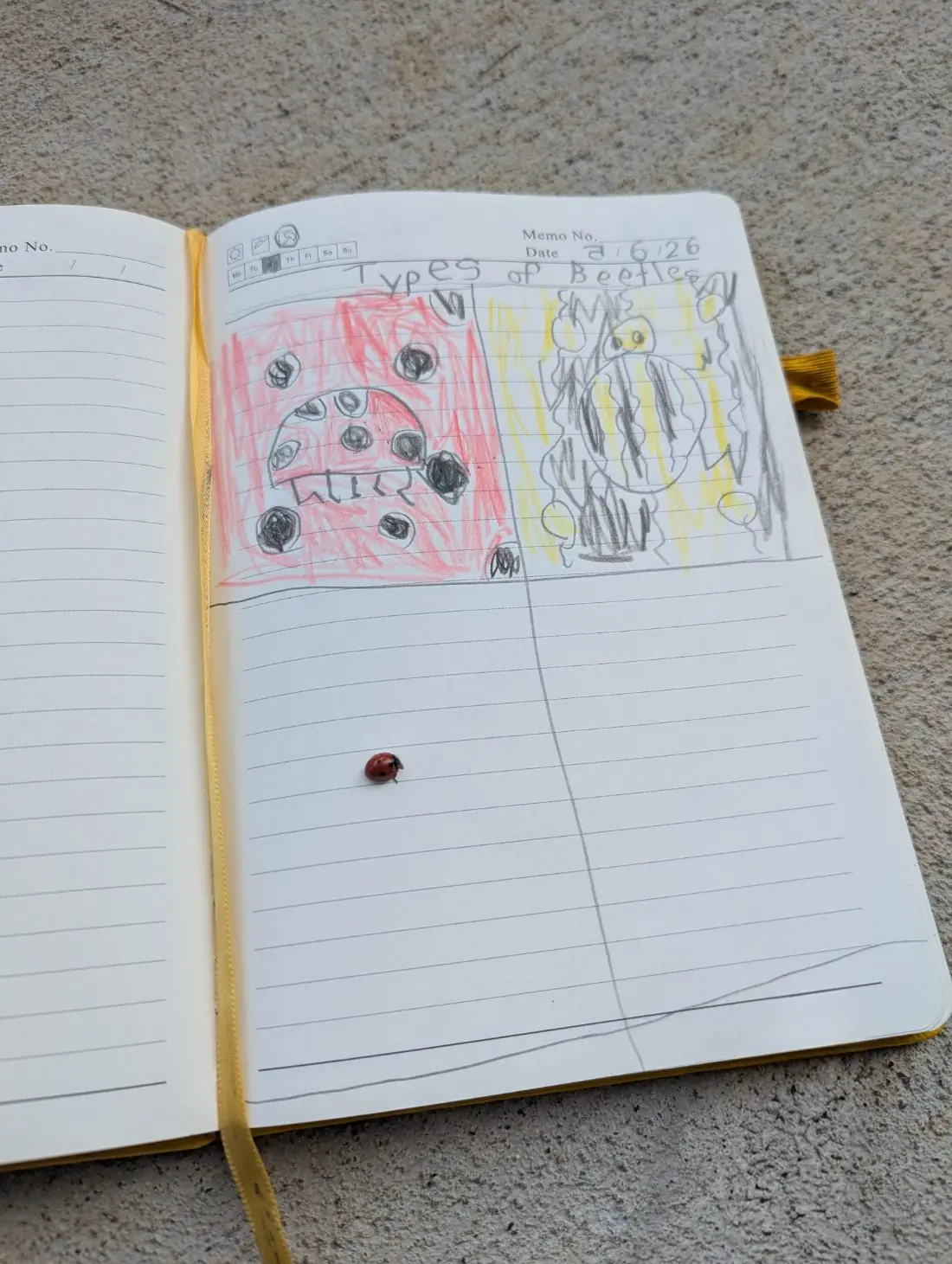 Student nature journal: Types of Beetles · 2nd Grade