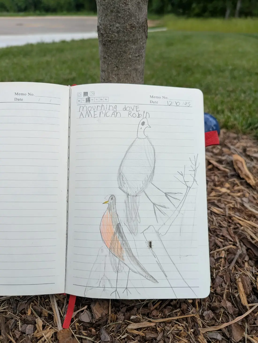 Student nature journal: Mourning Dove & Robin · Bird Study