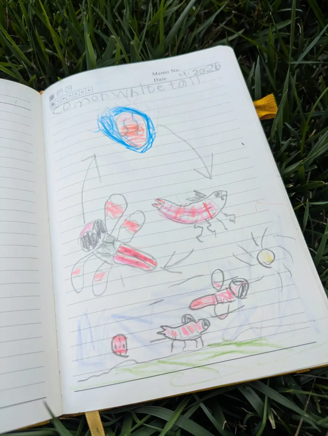 Student nature journal: Common Whitetail · Life Cycle